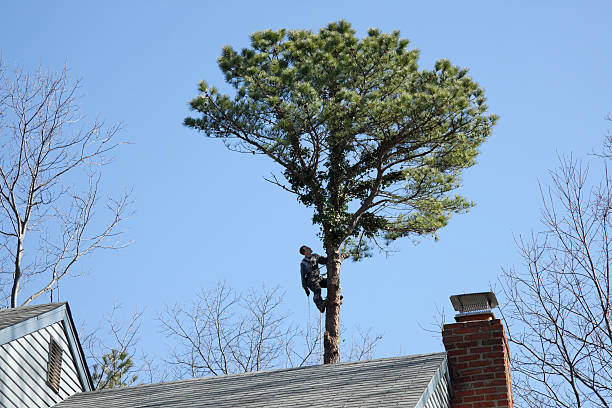 Tree and Shrub Care